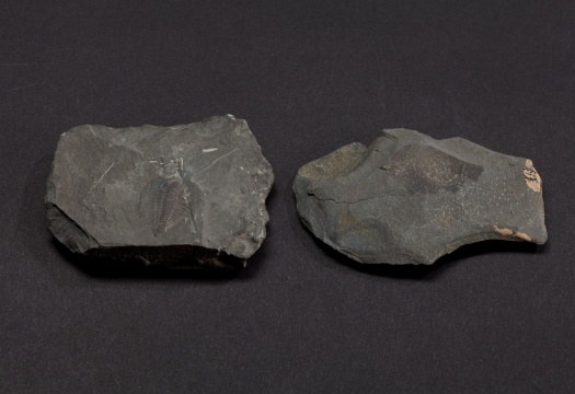 化石藏品